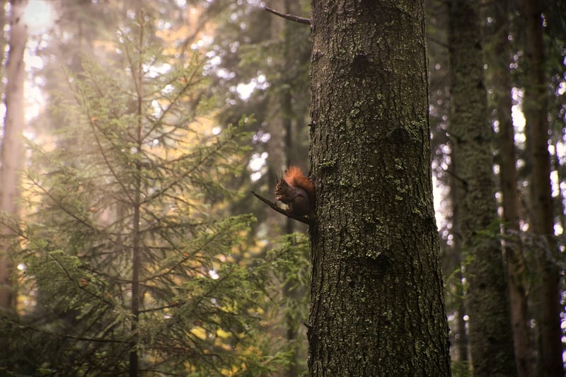 Forest Walks
