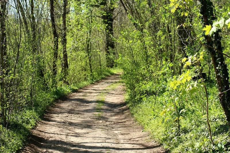 Forest Path