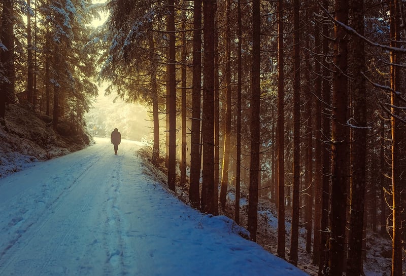 Forest Walk